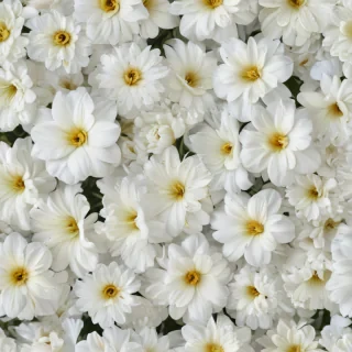 background white flower