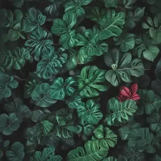 plants iphone wallpaper