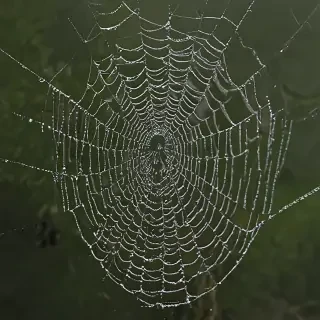 spiderweb