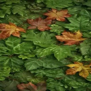 leaf backgrounds