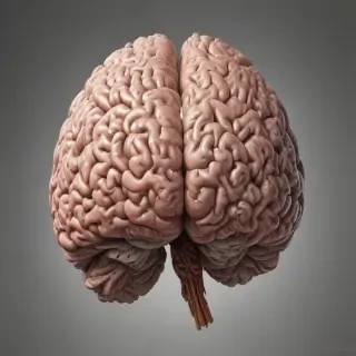 brain pictures drawing