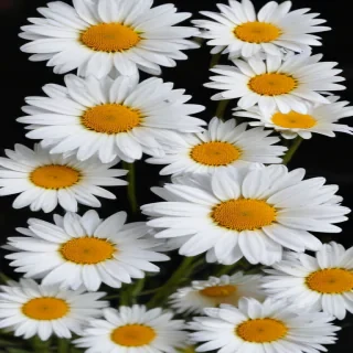 daisies png