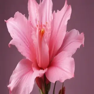 pink wallpaper phone