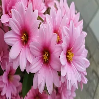 pretty flowers