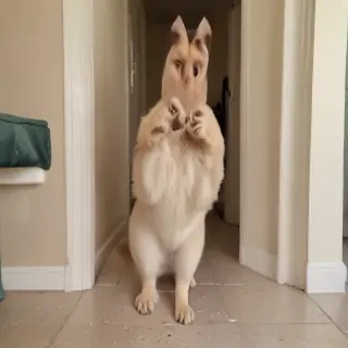 funny gifs