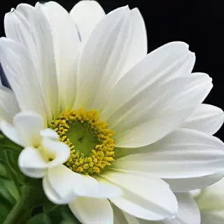 iphone white flower wallpaper
