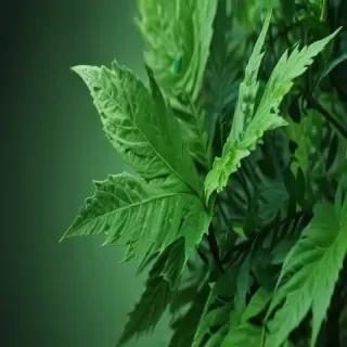iphone wallpaper green