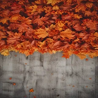 fall wallpaper iphone
