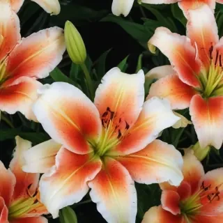 lily flower