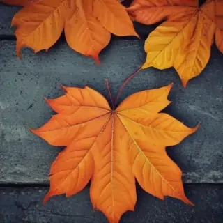 wallpaper autumn iphone