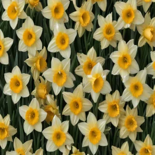 daffodil flower