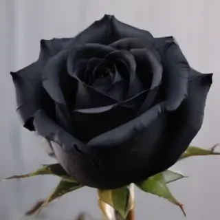 black rose photo