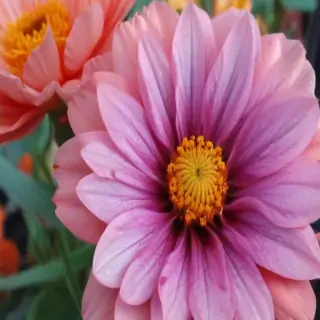 iphone flower wallpaper