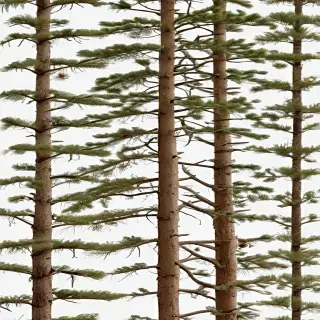pine tree transparent