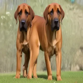 fila brasileiro dog breed