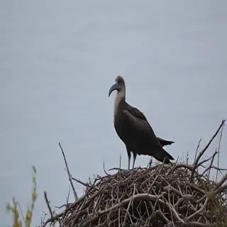 frigate bird