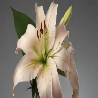 lily flower png