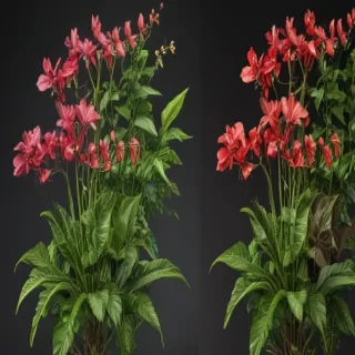 plants no background