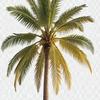palm tree transparent