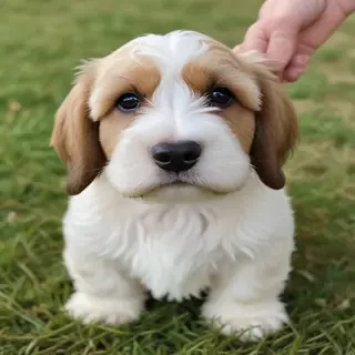 petit basset griffon vendeen