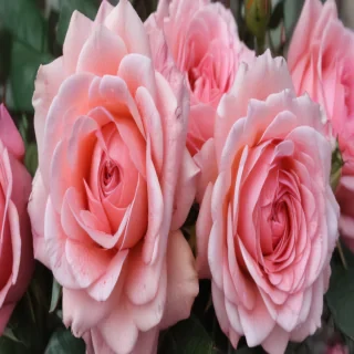 pink roses wallpaper iphone