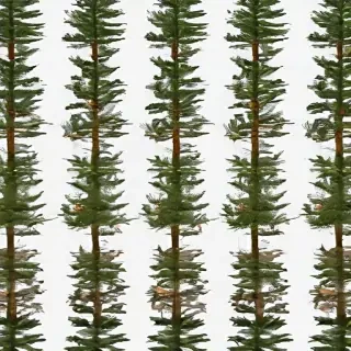 pine trees transparent background