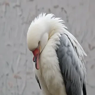 preening
