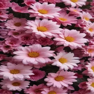 flower background aesthetic