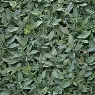 sage green images
