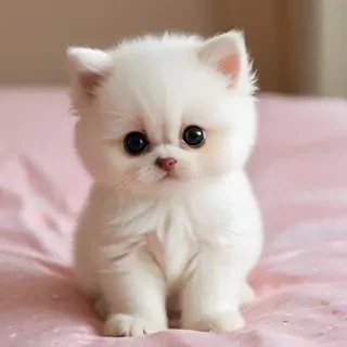 cutese pic