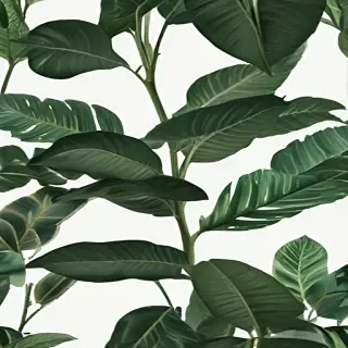 plant no background