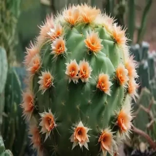 cactus wallpaper iphone