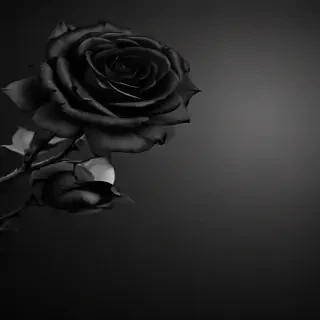 blackrose background