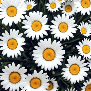 iphone daisy wallpaper