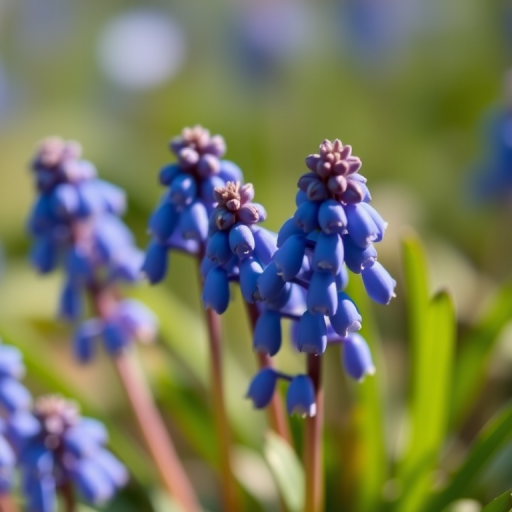 Macro shot of blue Muscari flowers with a shallow depth of field, f/2.8 aperture, ISO 100, 50mm lens, soft natural lighting, DSLR camera, focus on flower details.