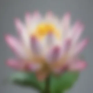 lotus png