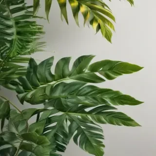 tropical leaf png