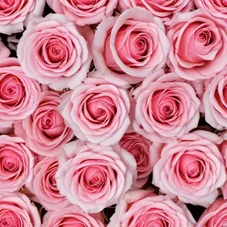 pink roses wallpaper iphone