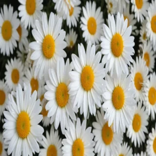 daisy background