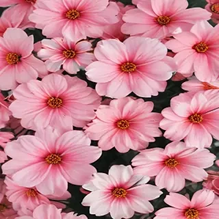 cute aesthetic flower wallpaper
