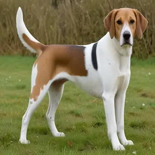 english foxhound