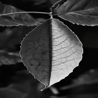 leaf white and black