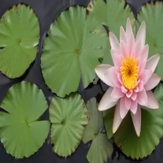 water lily png