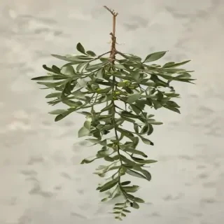 mistletoe png