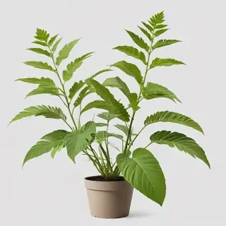 plants transparent background
