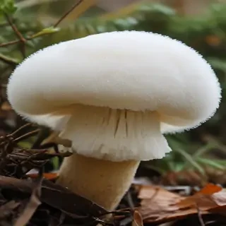 puffball mushroom