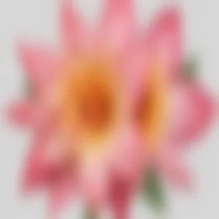 flower png clip art