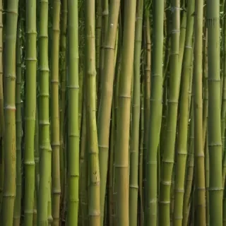 bamboo background