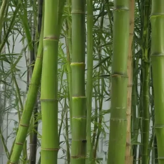 bamboo png