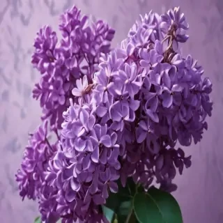 lilac wallpaper iphone